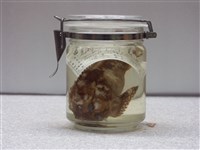 藏品(達摩毒鮋)的圖片